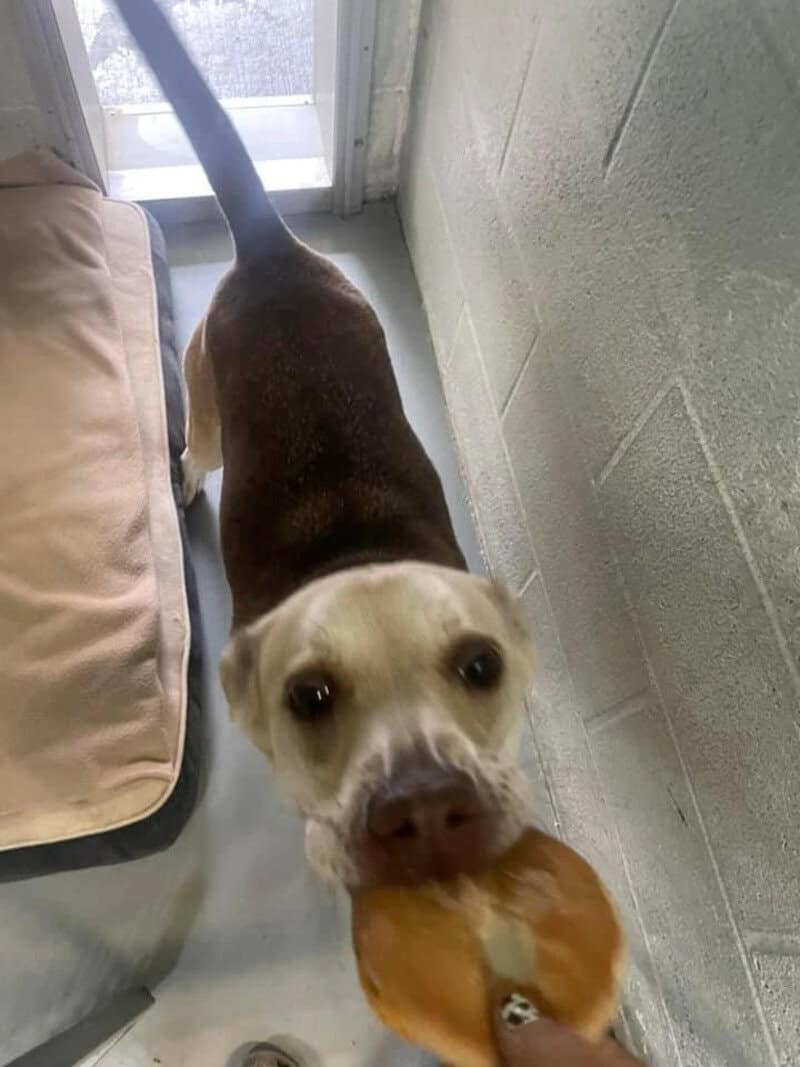 Dog holding a bone in its mouth, looking up at the camera.