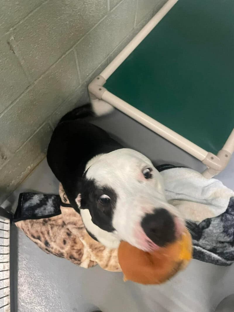 Dog with black and white fur holding a toy in its mouth in a shelter.