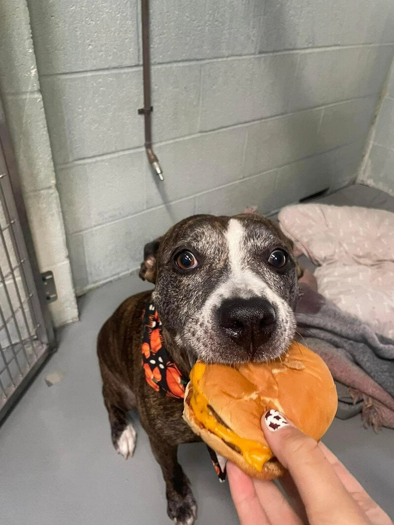 Dog with a burger in its mouth at the shelter.