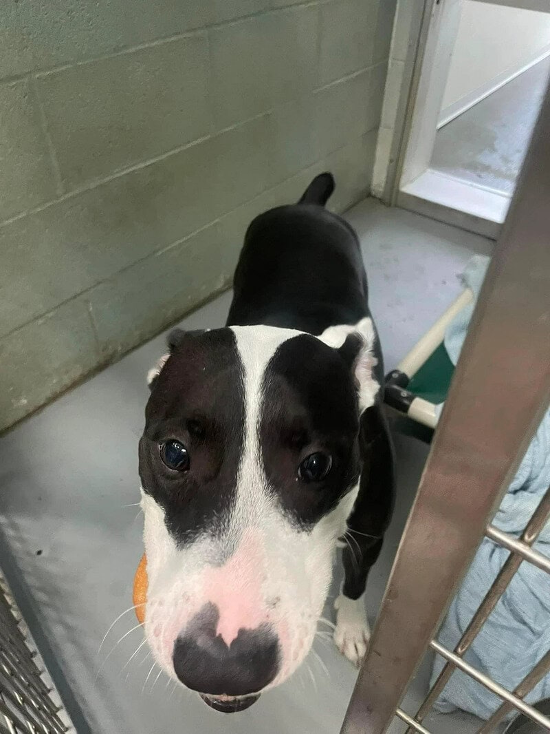 Adorable black and white dog with pink nose looking up in shelter.