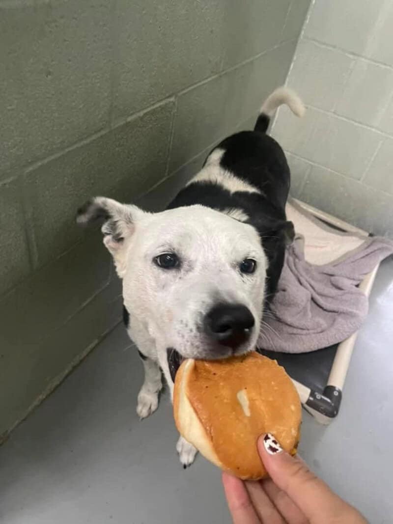 Dog with a hamburger in its mouth at the shelter.
