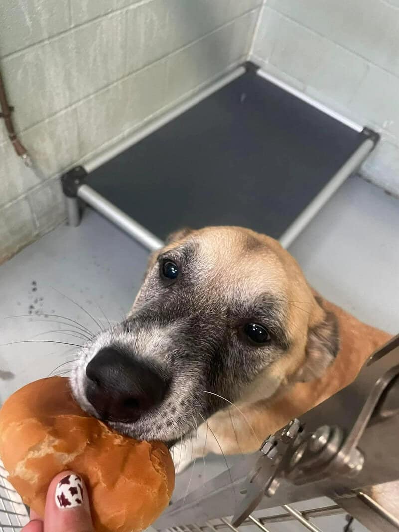 Dog taking a bite of a hot dog at the shelter.