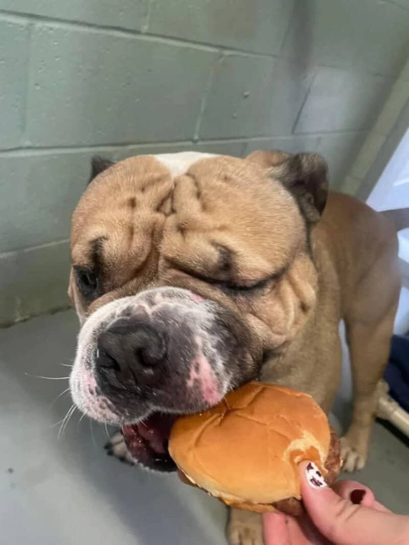 Bulldog biting into a burger held by a person.