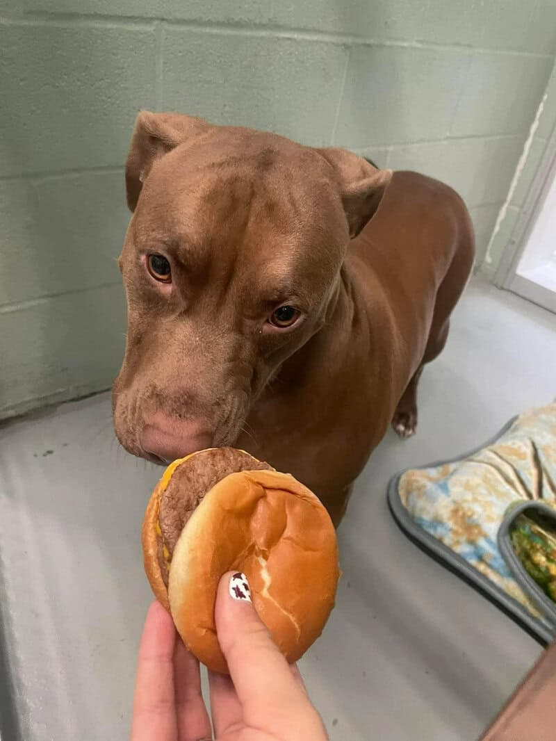 Dog looking at burger in hand, shelter setting, gray wall, food bowl nearby.