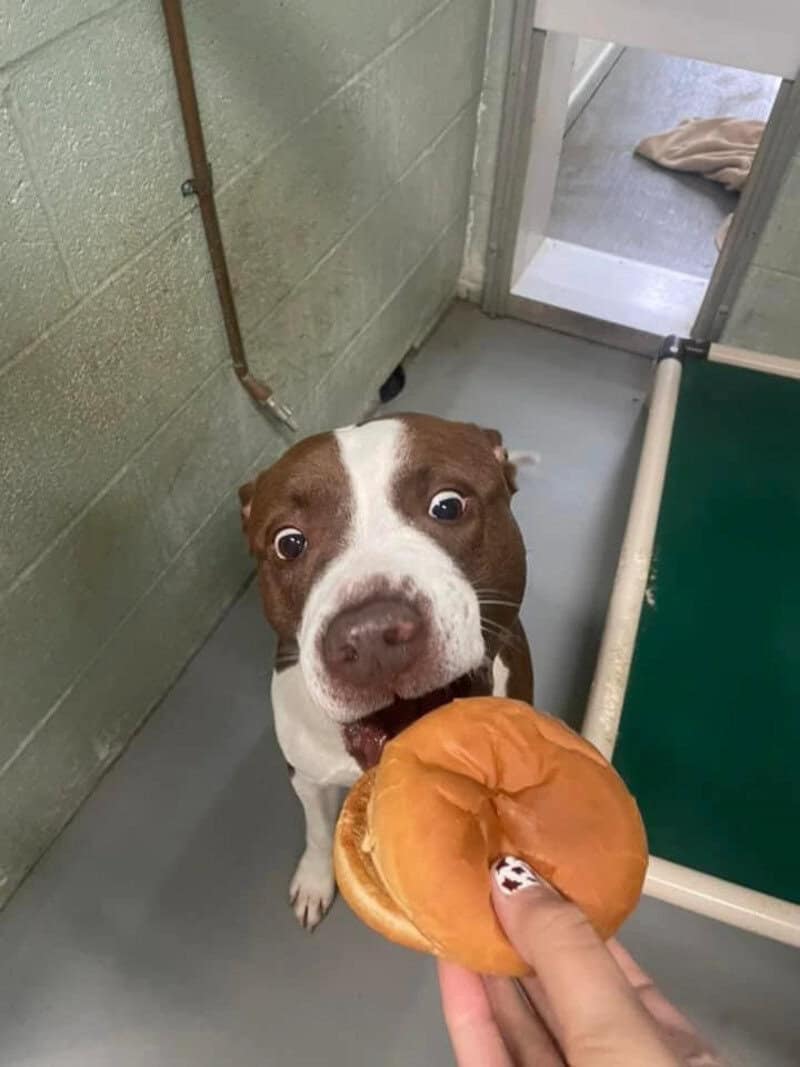 Dog excitedly bites a burger held by a person.
