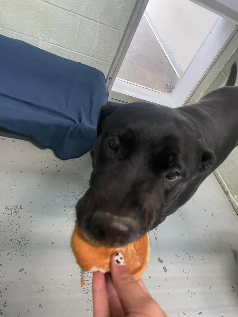 Dog taking a bite of a donut at the shelter.