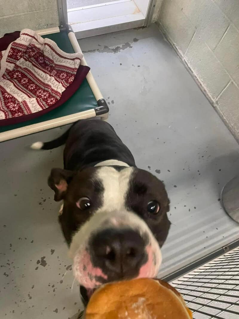 Dog looking up at the camera with a blanket and cage in the background.