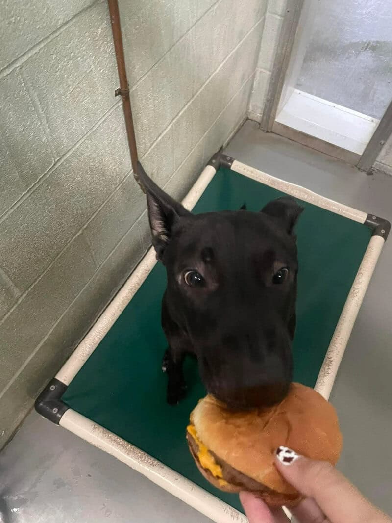 Dog in shelter bed reaching for burger held by a person.