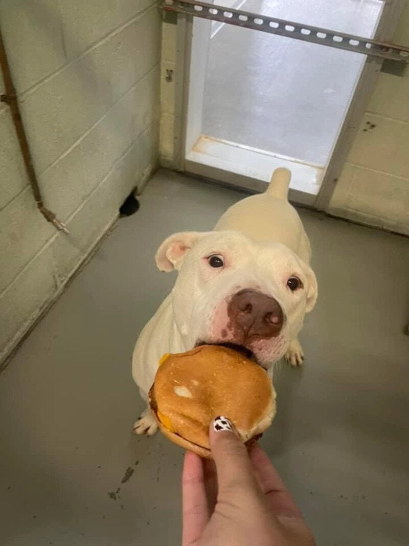 Dog with a burger in its mouth at the shelter.