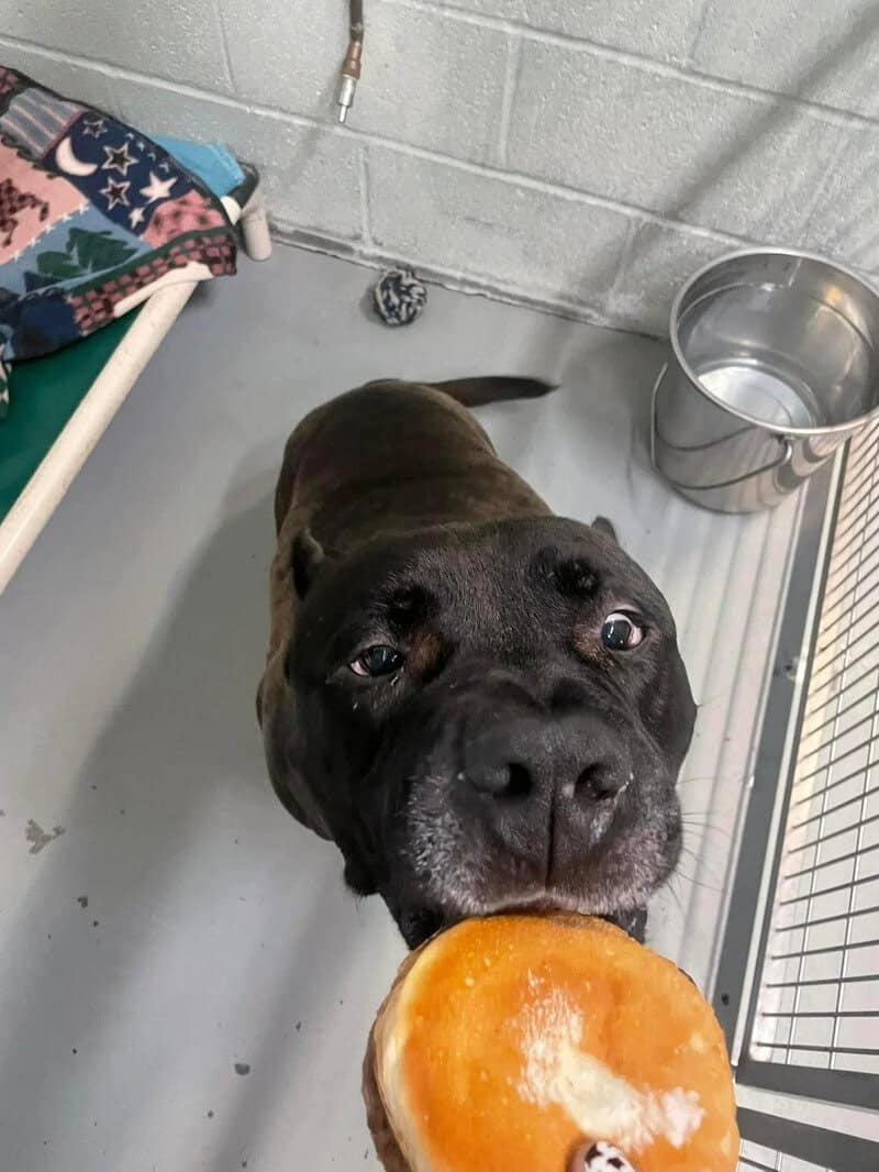 Dog with a large orange popsicle in its mouth in a shelter kennel.