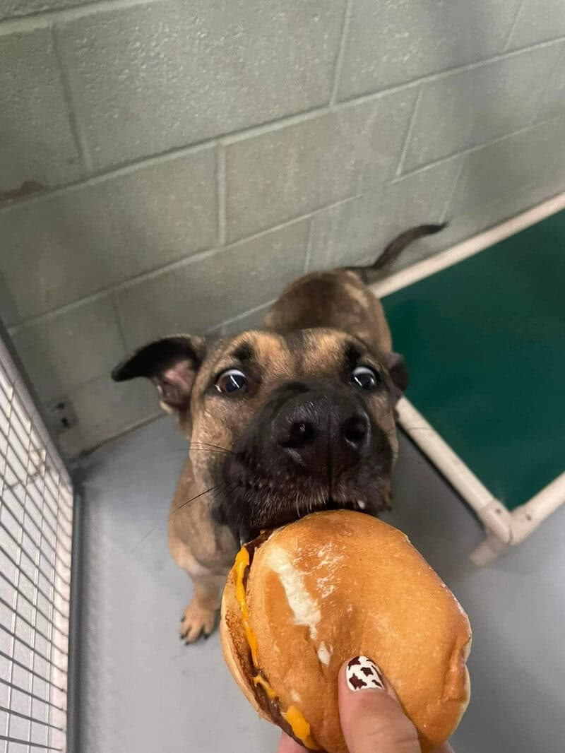 Dog holding a burger in its mouth at the shelter.