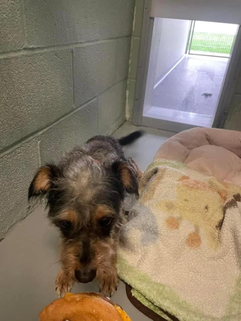 Dog lying on a bed with a blanket, looking at a cookie.