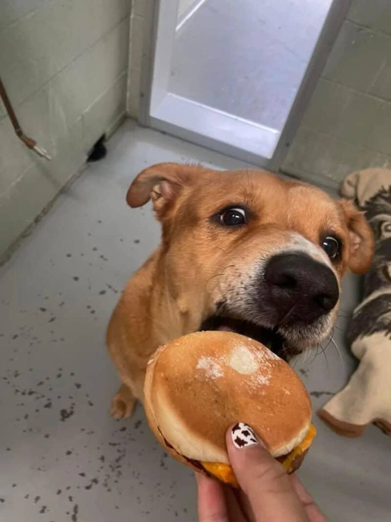 Dog about to eat a burger at the shelter.