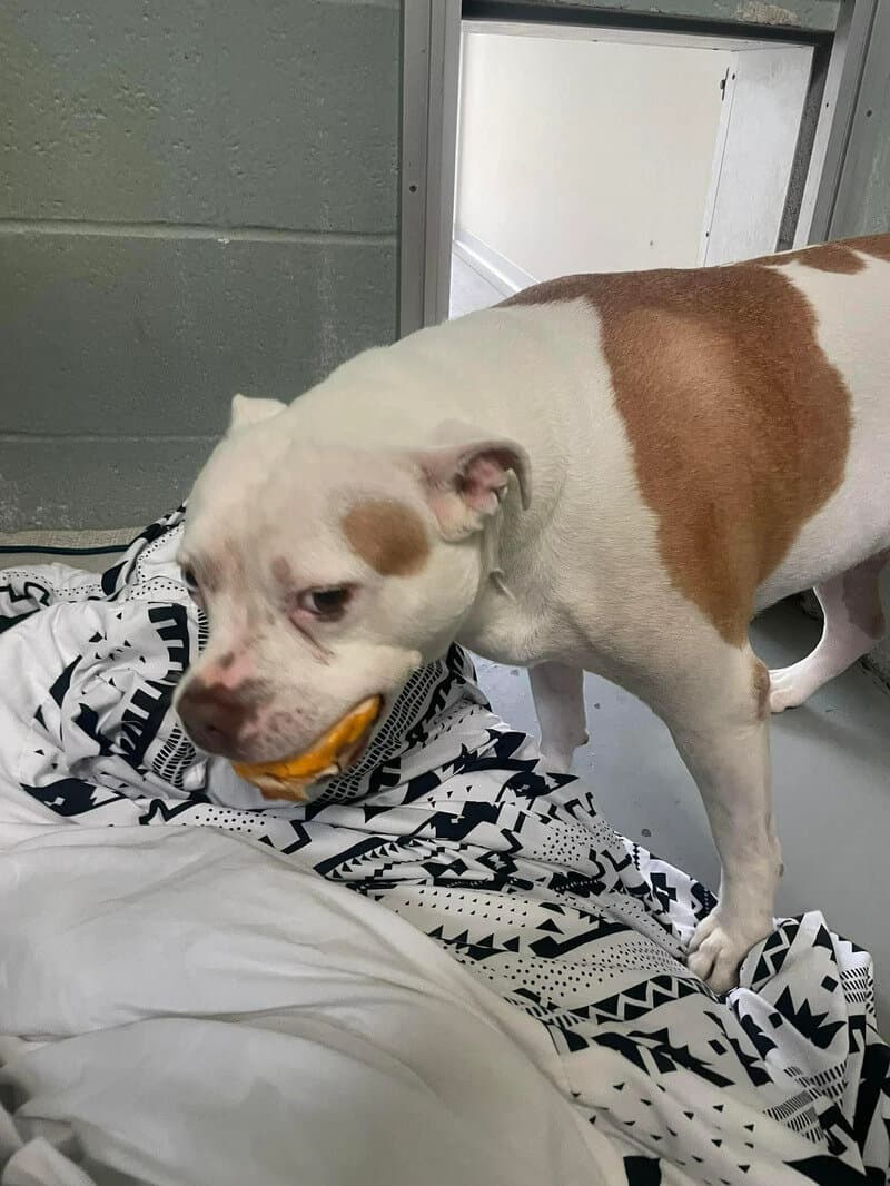 Dog with white and brown fur holding a yellow toy in its mouth.