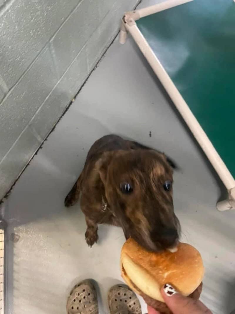 Dog about to eat a burger at the shelter during Hamburger Day.