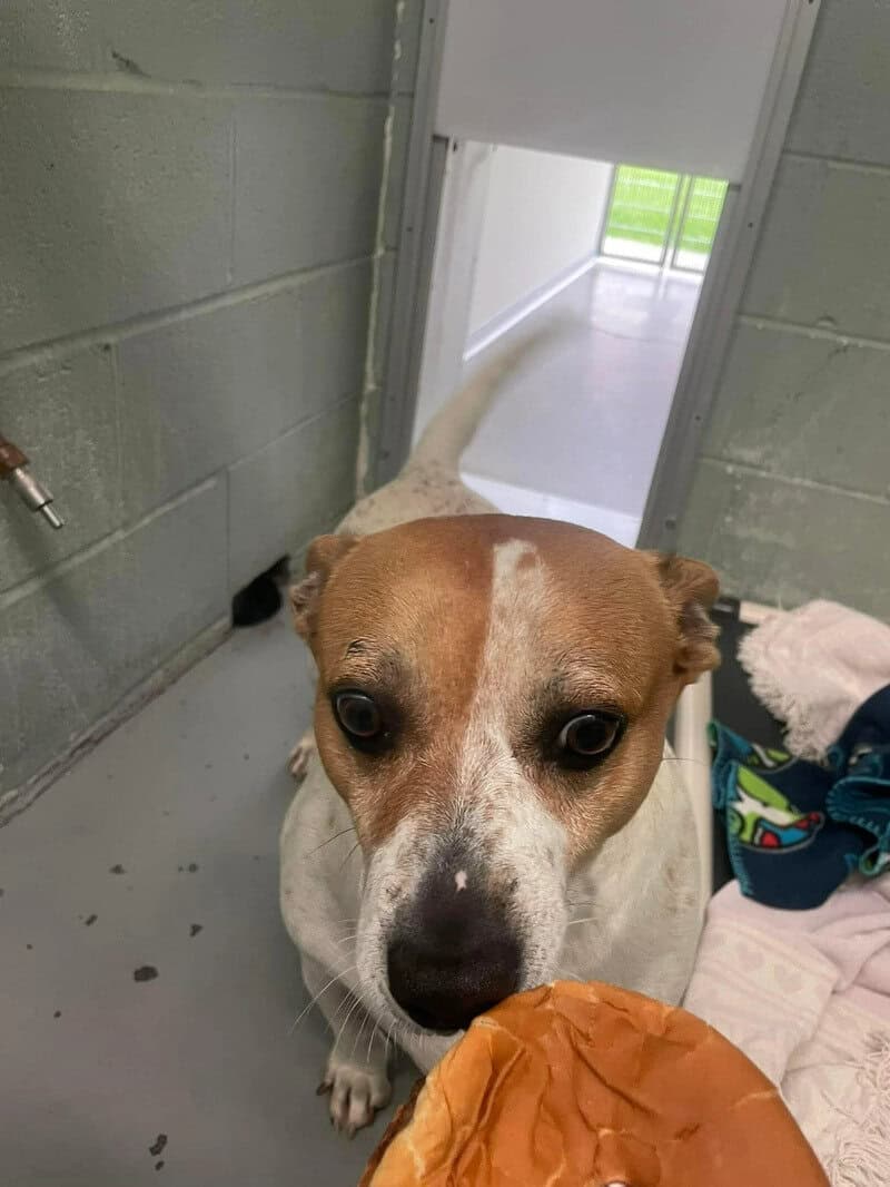 Dog looking at a burger in a shelter room.
