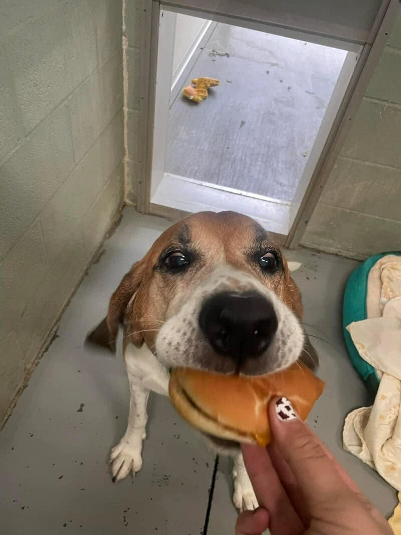 Dog taking a burger from a person's hand at the shelter.