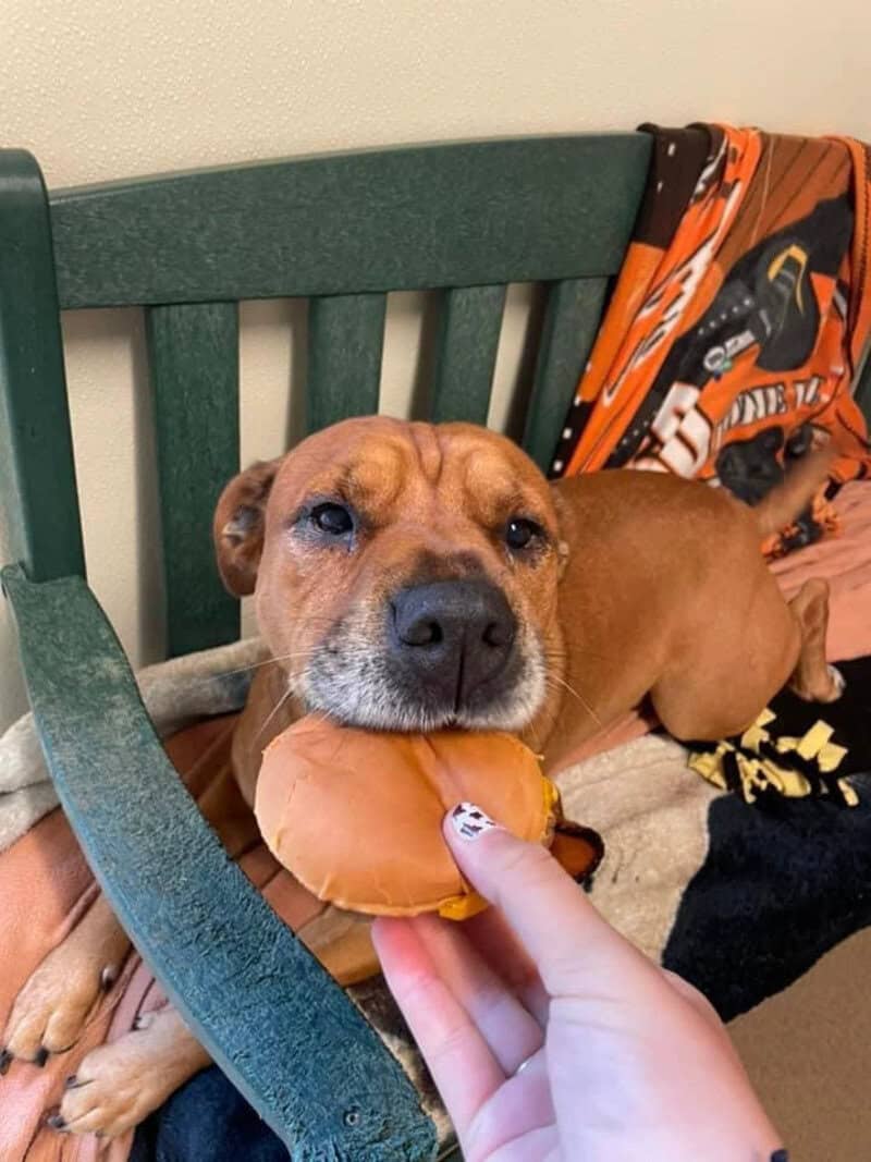 Dog with a burger in its mouth on a green bench.