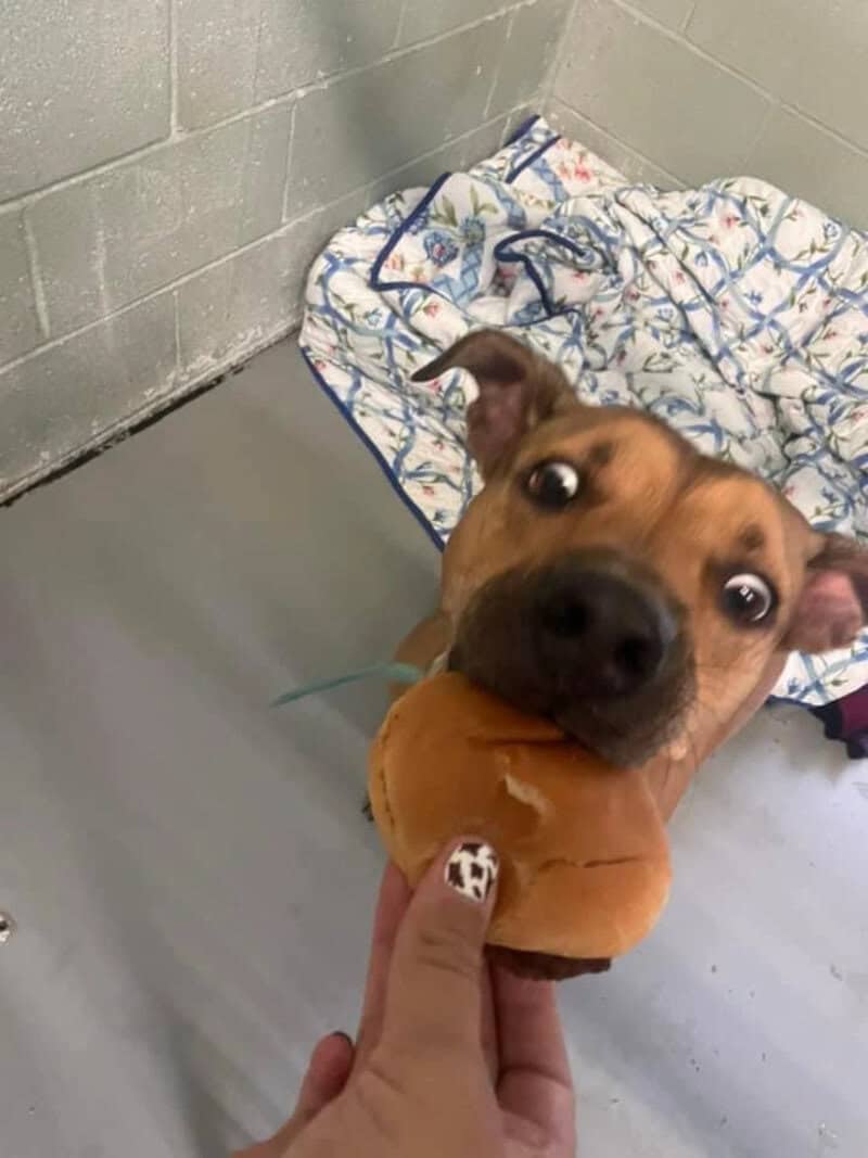 Dog biting a toy with a person's hand holding it, in a shelter room.