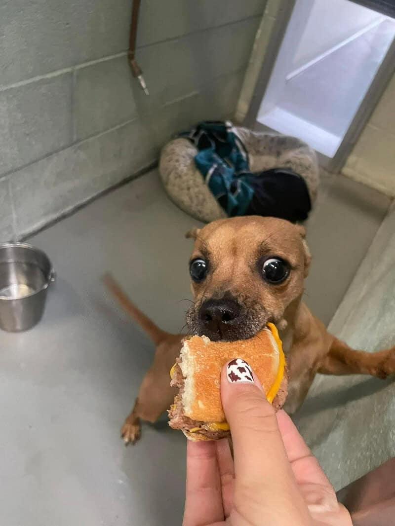 Dog taking a bite of bread in a shelter with a bed and water bowl nearby.