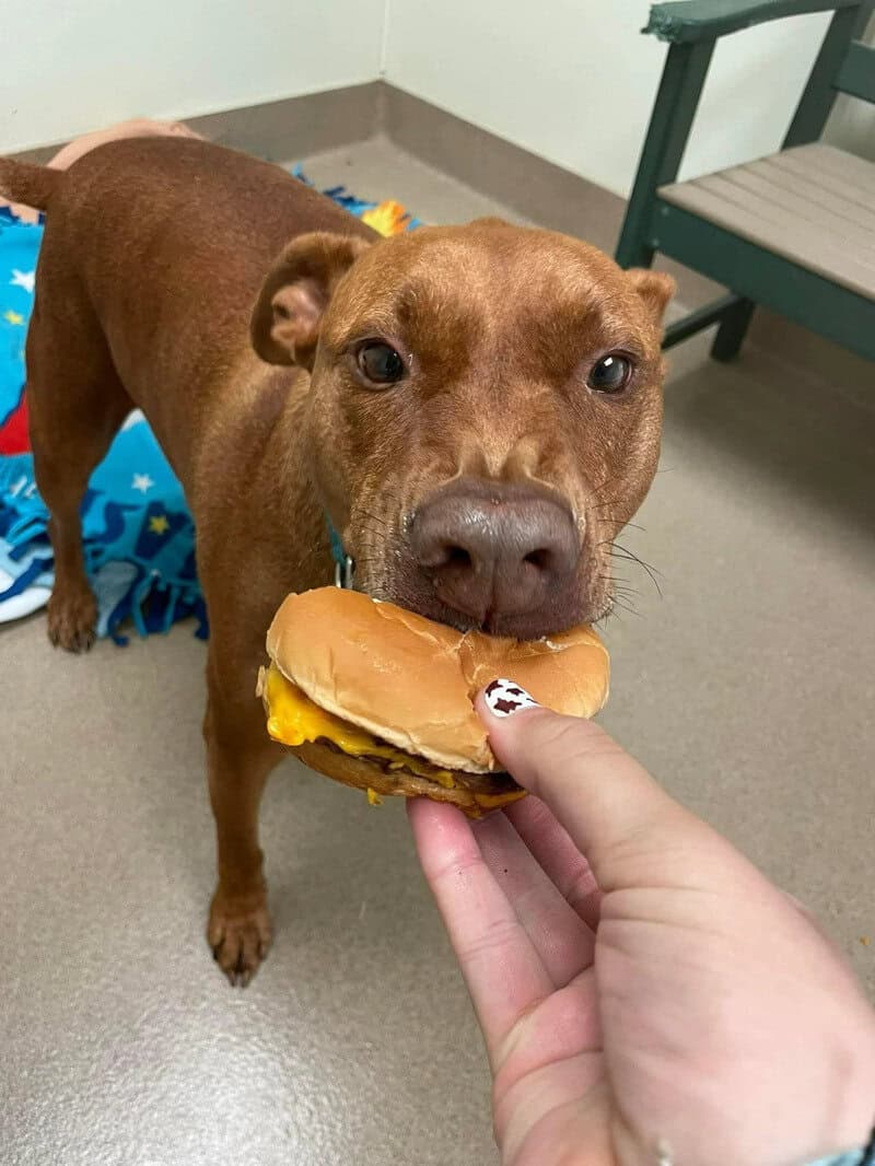 Dog about to eat a burger held by a person, in a room with a blue blanket and a green chair.