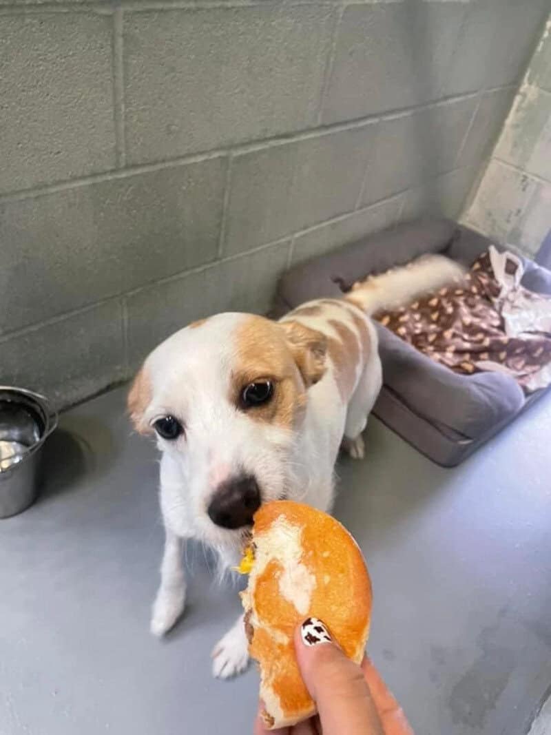 Dog with a piece of bread in front of a shelter bed.