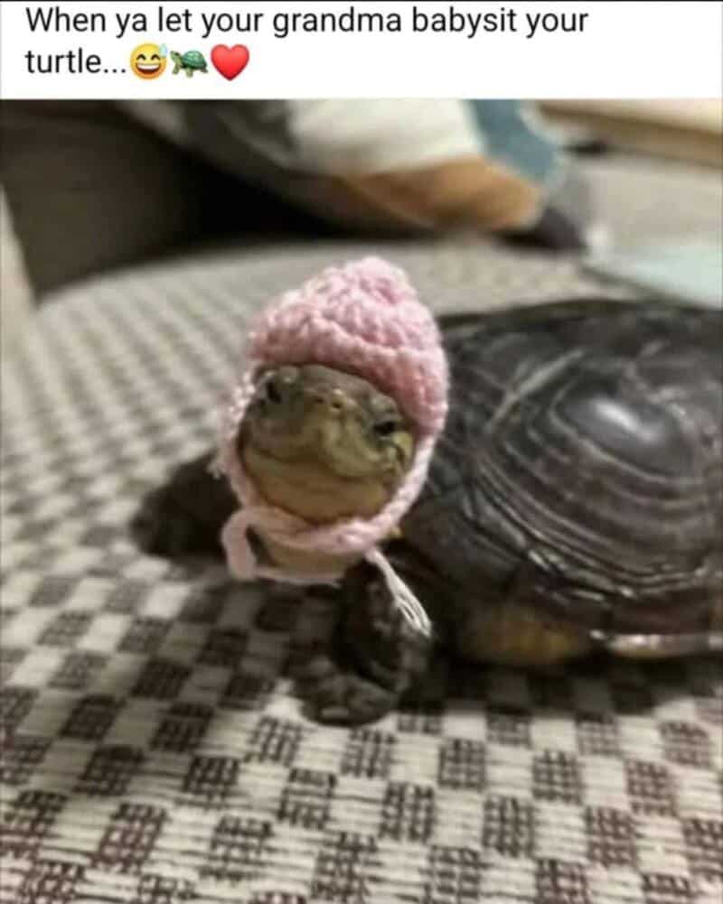 Baby turtle wearing a pink knitted hat, with a caption about grandma babysitting.