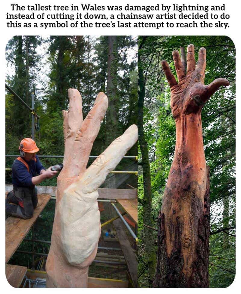 Damaged tallest tree in Wales with a chainsaw artist's hand sculpture nearby.