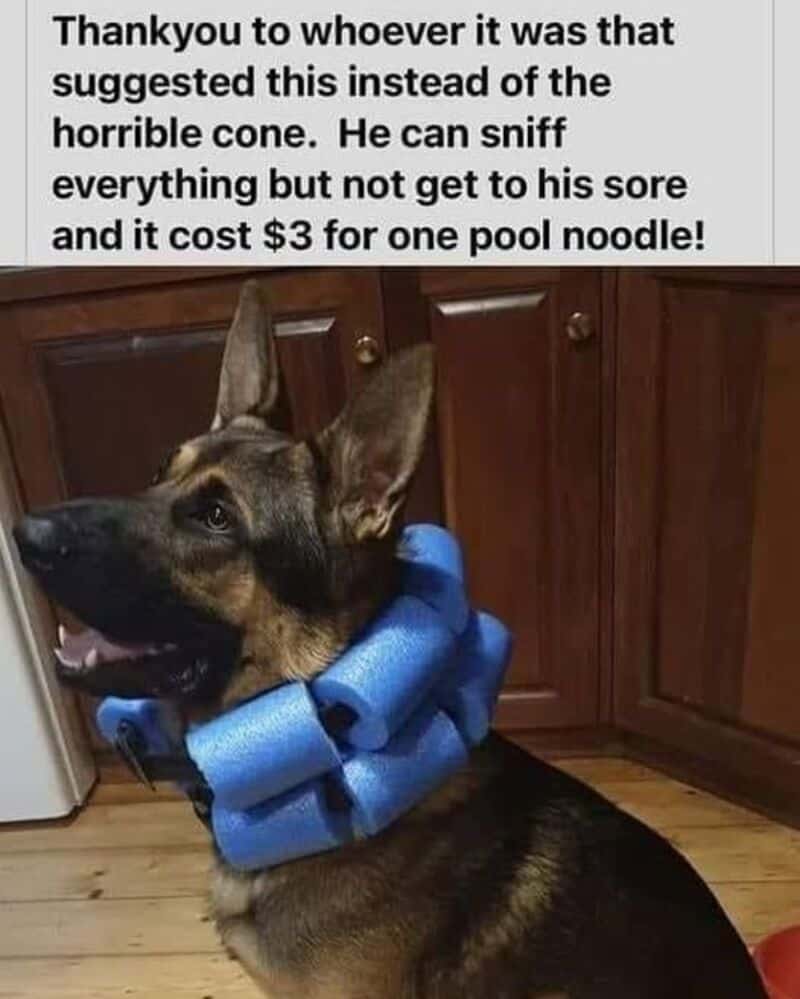 Dog with a blue foam pool noodle around its neck in a kitchen.