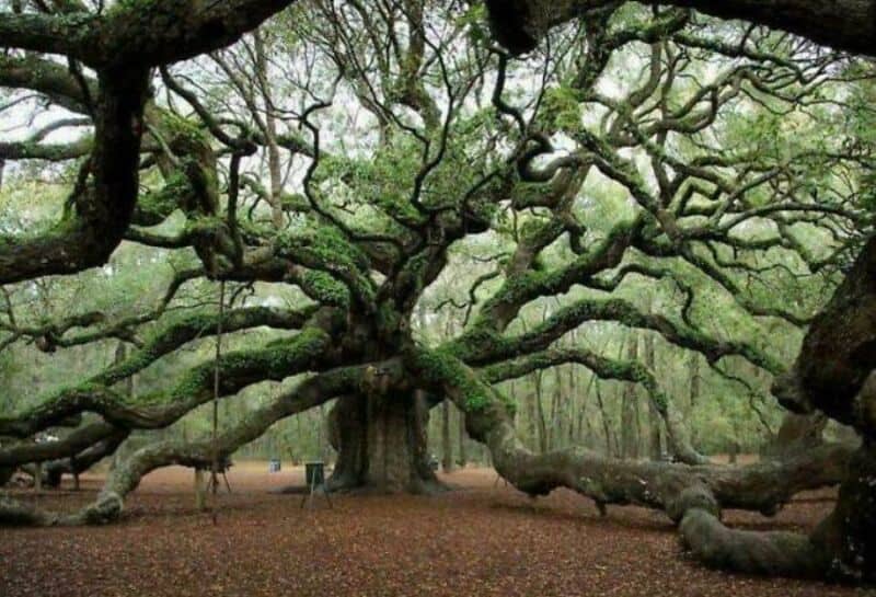 Large, sprawling tree with twisted, moss-covered branches in a forest.
