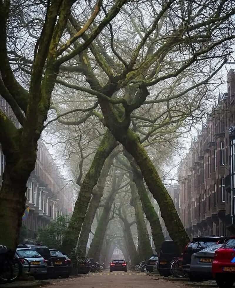 Large, twisted trees arch over a city street, creating a tunnel effect.