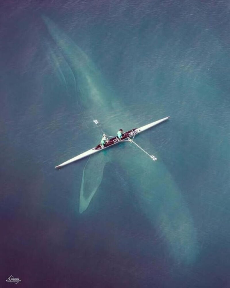 A boat with two people on it, with a whale's tail visible beneath the water.