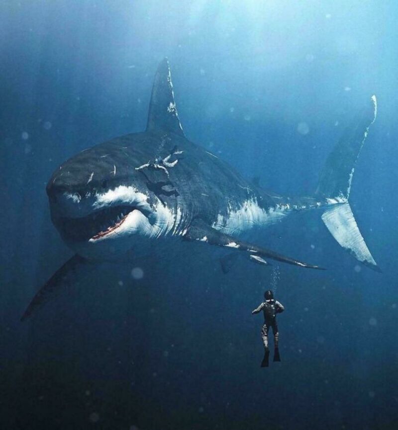 A diver near a massive shark in the ocean, emphasizing large objects.