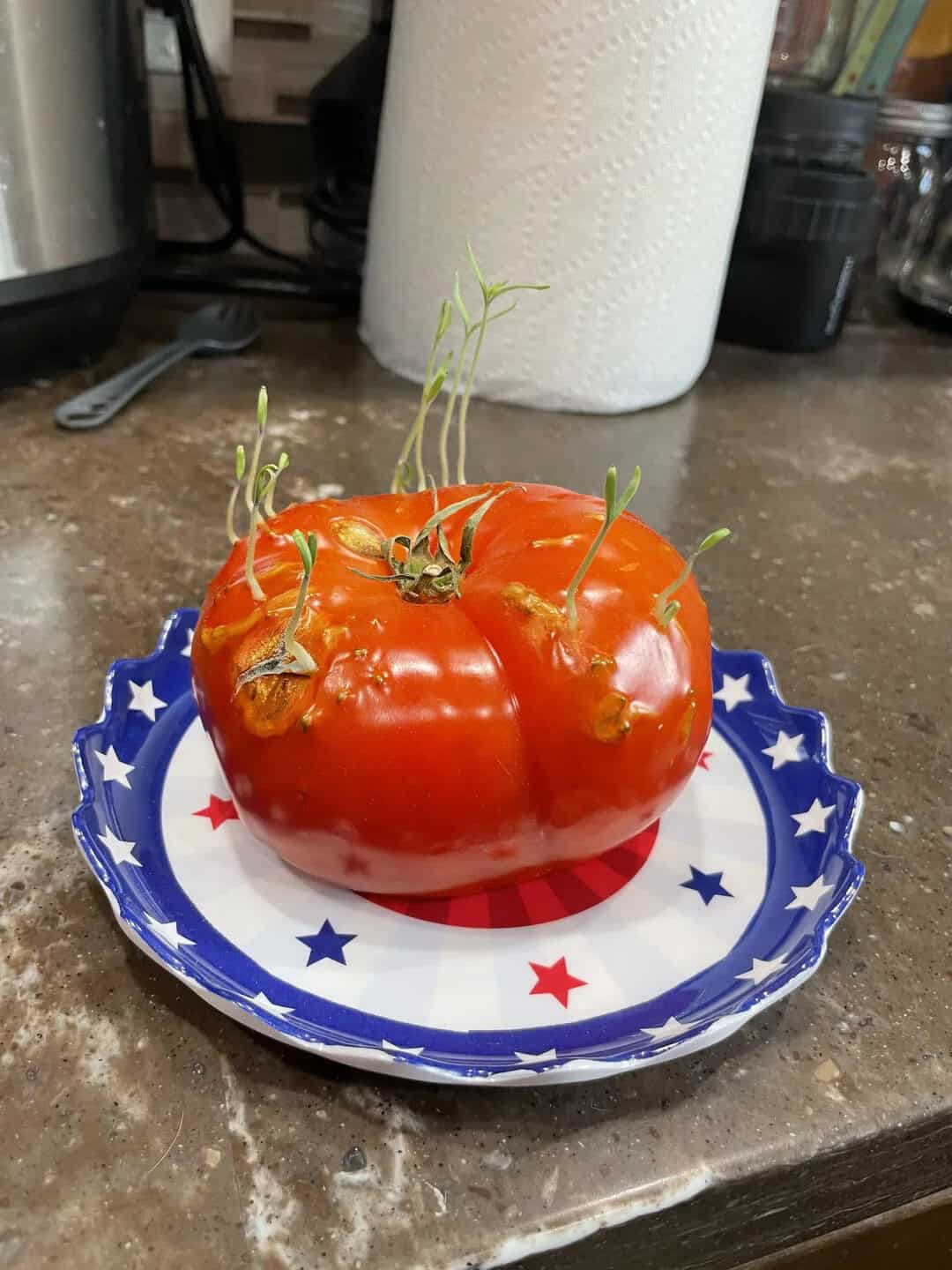 Tomato with sprouting green shoots on a patriotic plate.