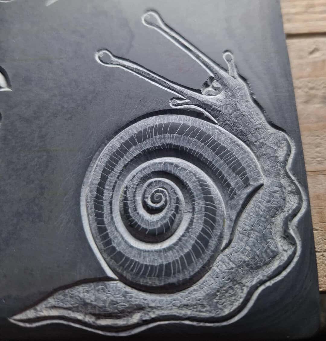 Close-up of a snail with a spiral shell and extended eyestalks on a dark surface.