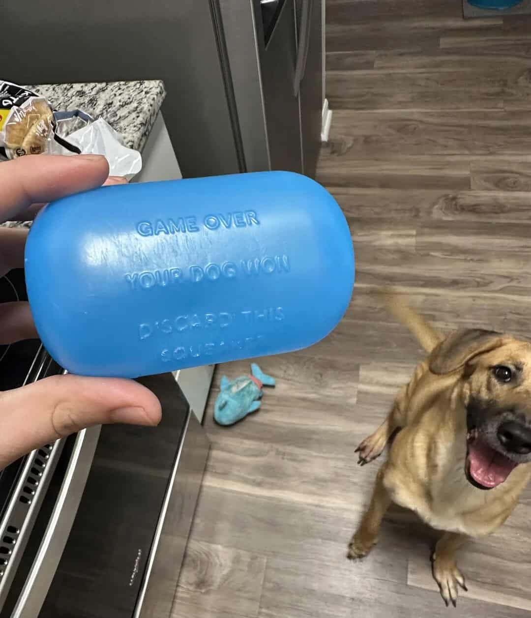 Blue dog toy with embossed text, held by a person in a kitchen, dog looking up happily.