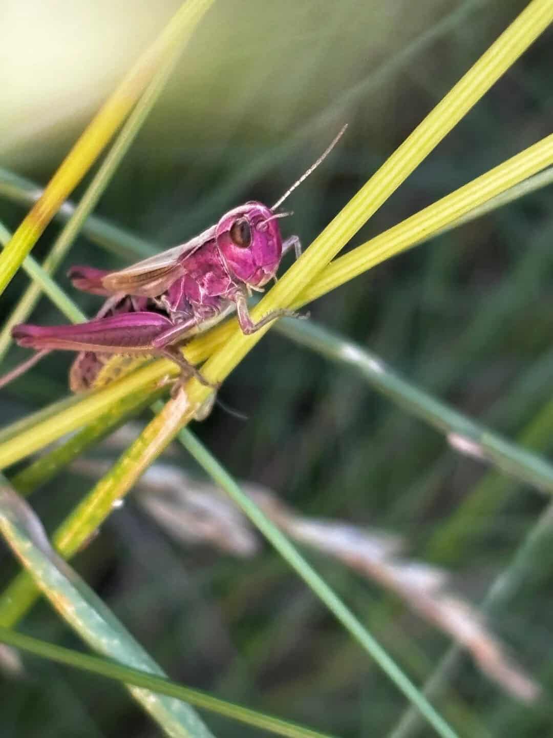 Pink grasshopper on green grass blades in a natural setting.