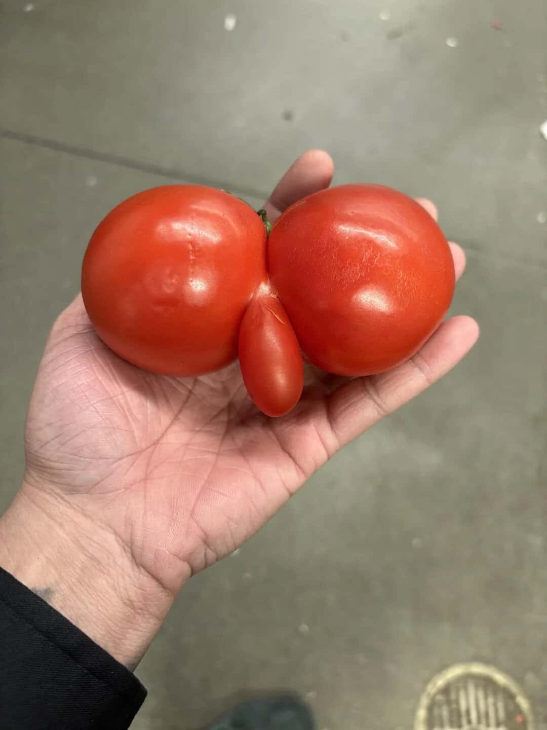 Unusual tomato with a nose-like protrusion and two large round sections.