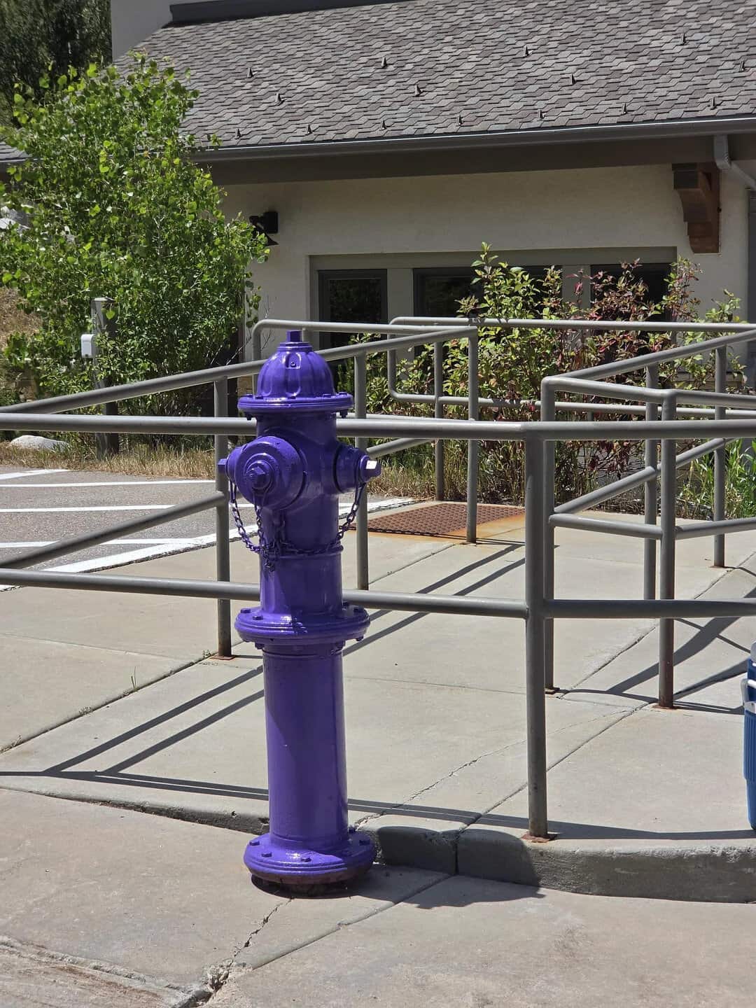 Bright purple fire hydrant with metal railings around it outside a building.