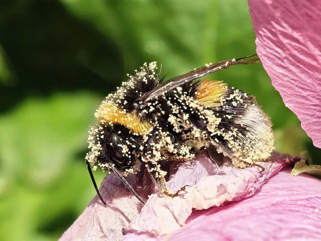 Close-up of a bee covered in pollen on a pink flower petal.