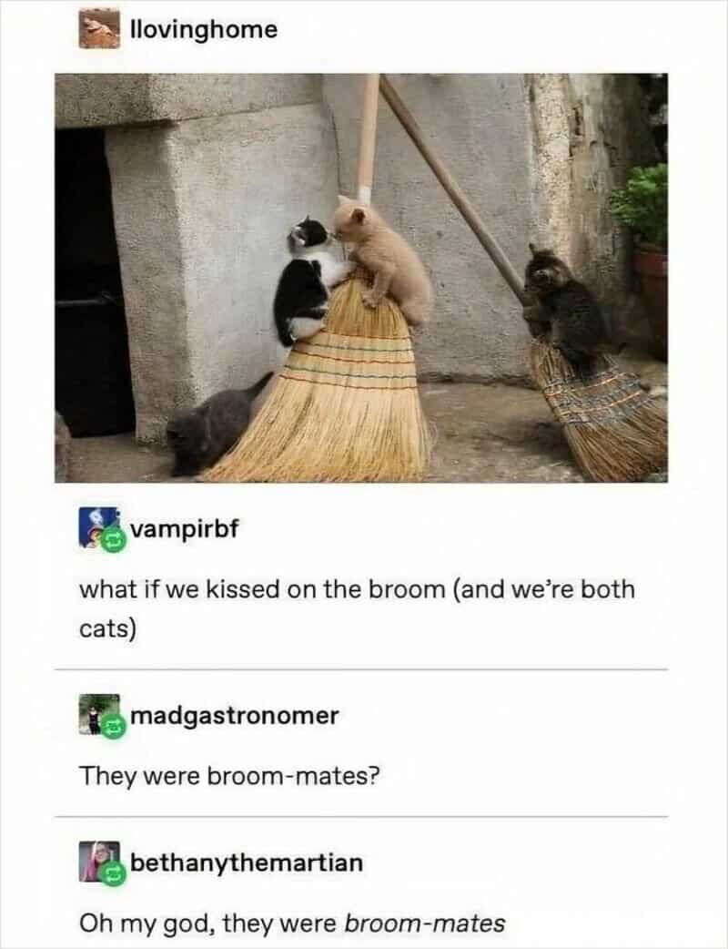 Cats on brooms with a humorous caption about broom-mates.