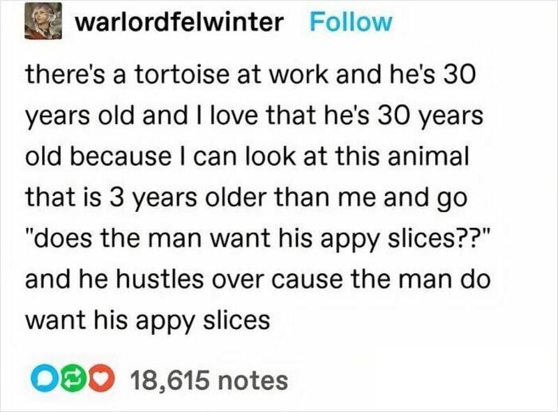 Instagram post about a tortoise at work, 30 years old, and a humorous comparison to a man wanting 'y.