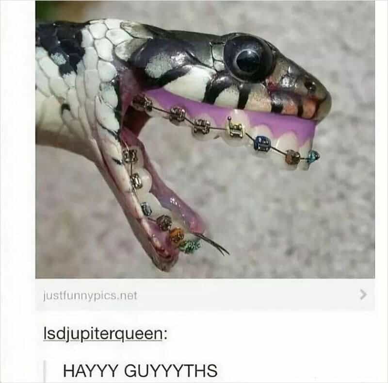 Snake with braces and a tongue piercing, captioned 'HAYYY GUYYTHS'.