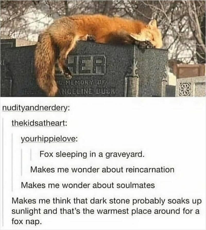 Fox sleeping on a gravestone, with a caption about reincarnation and soulmates.