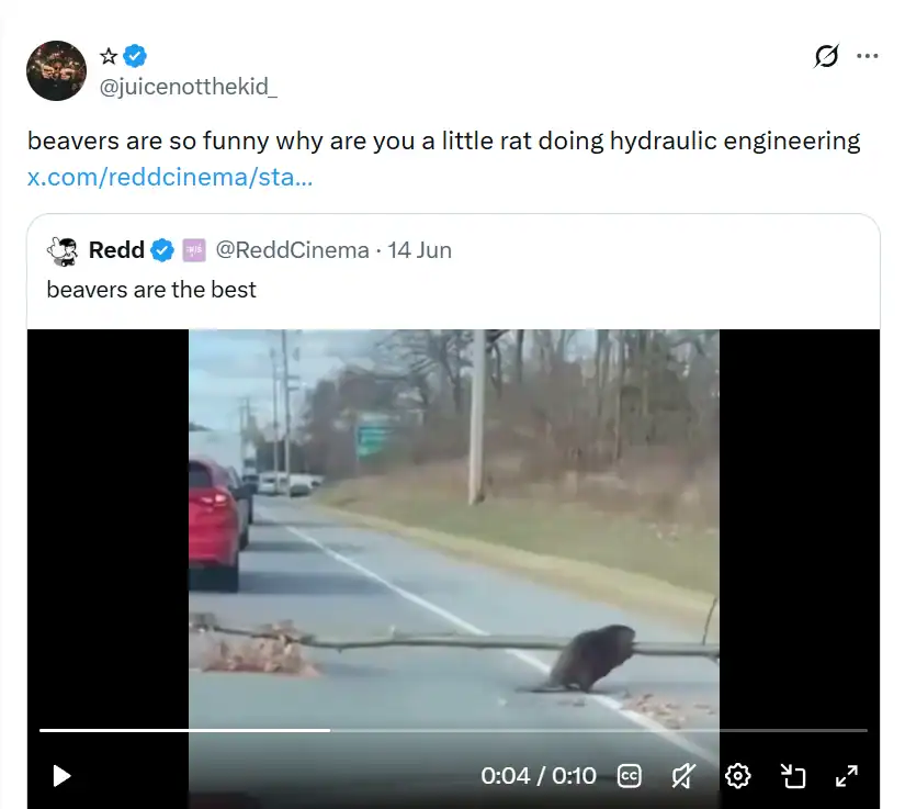 Beaver crossing a road with a stick in its mouth, on a suburban street.