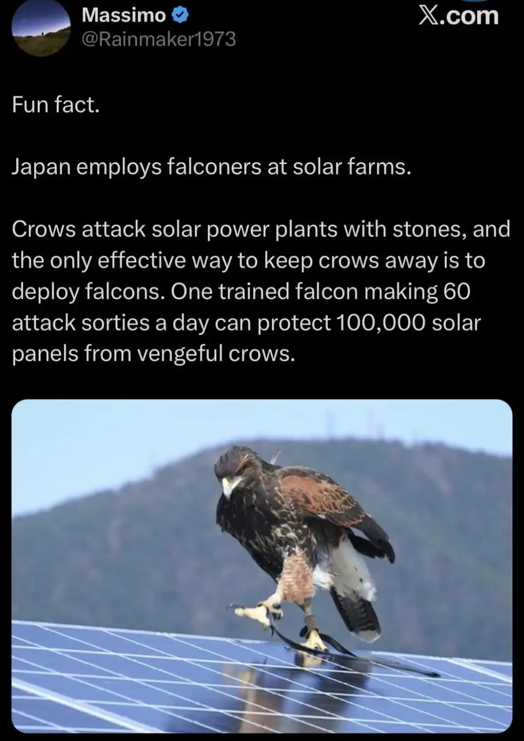 Falcon on solar panel with text about solar farms and crow attacks in Japan.
