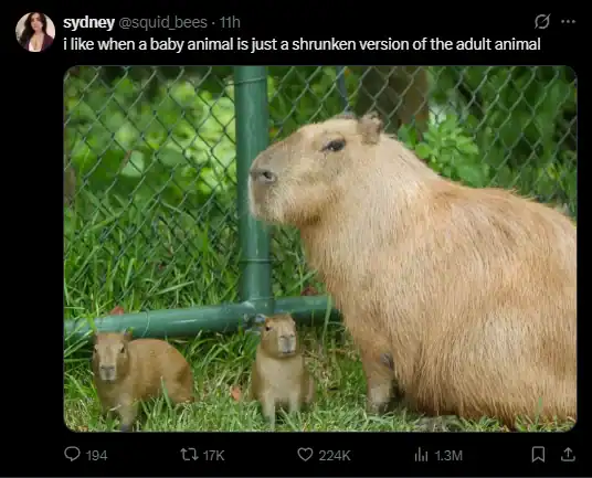 A large capybara with two smaller capybaras in front, all near a green fence.