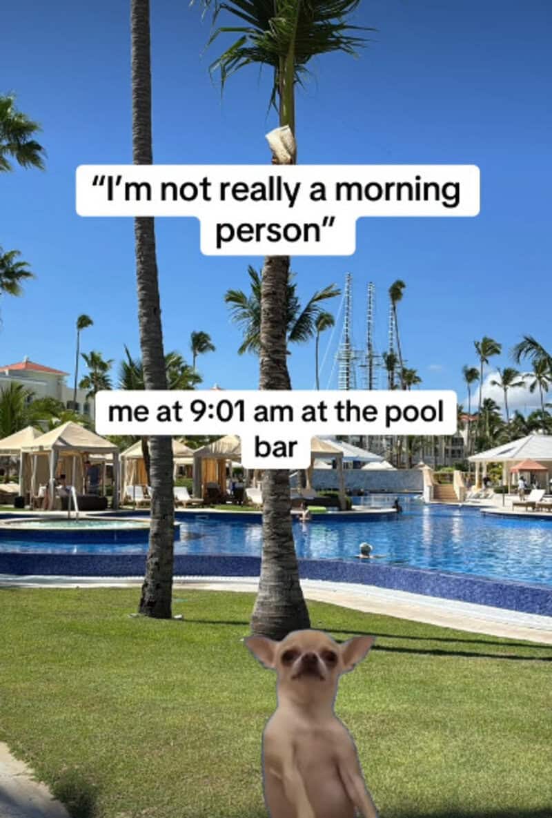 Dog at pool with text: "I'm not really a morning person" me at 9:01 am at the pool bar.