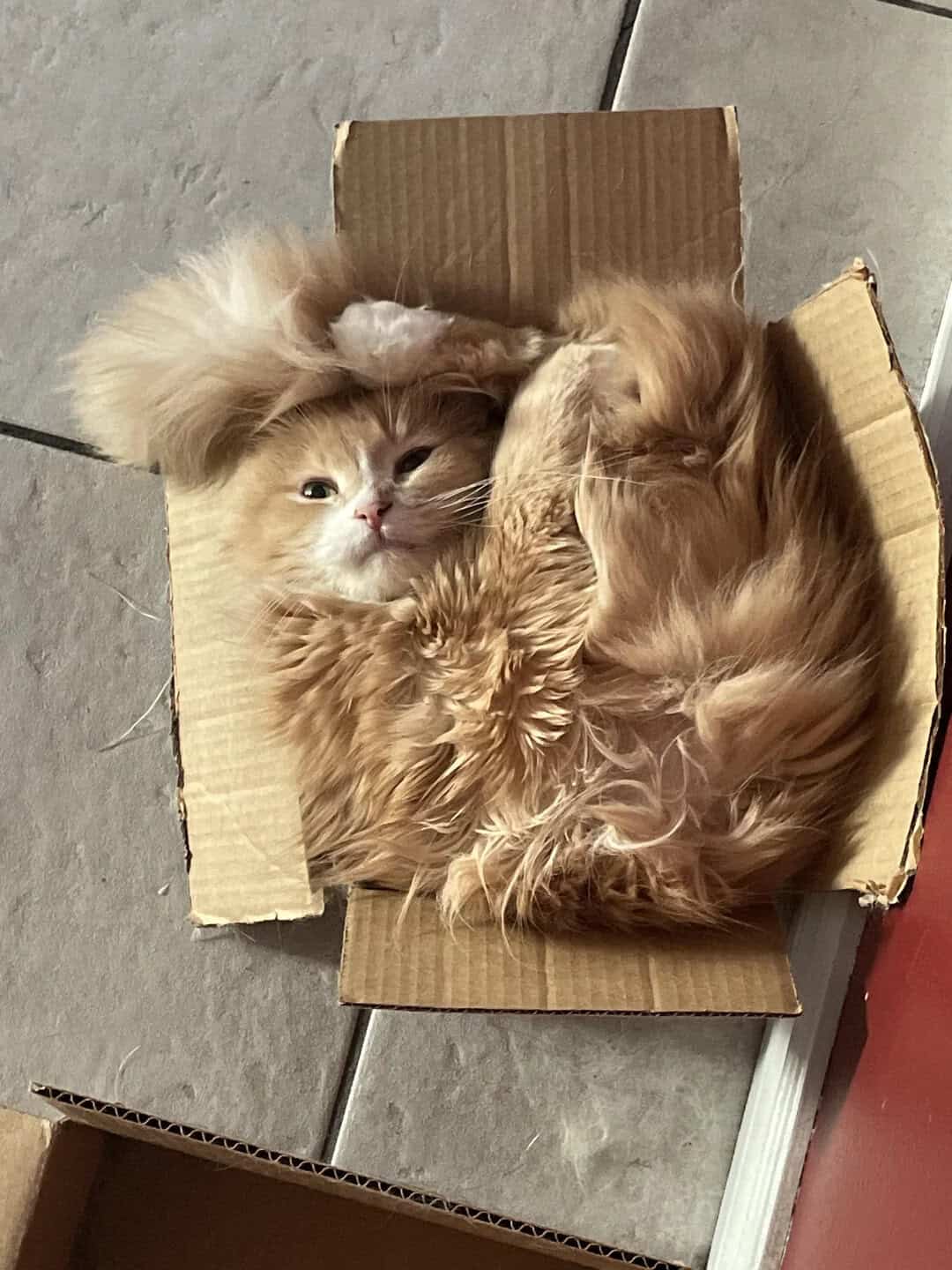 Fluffy orange cat lying in a small cardboard box, looking at the camera.