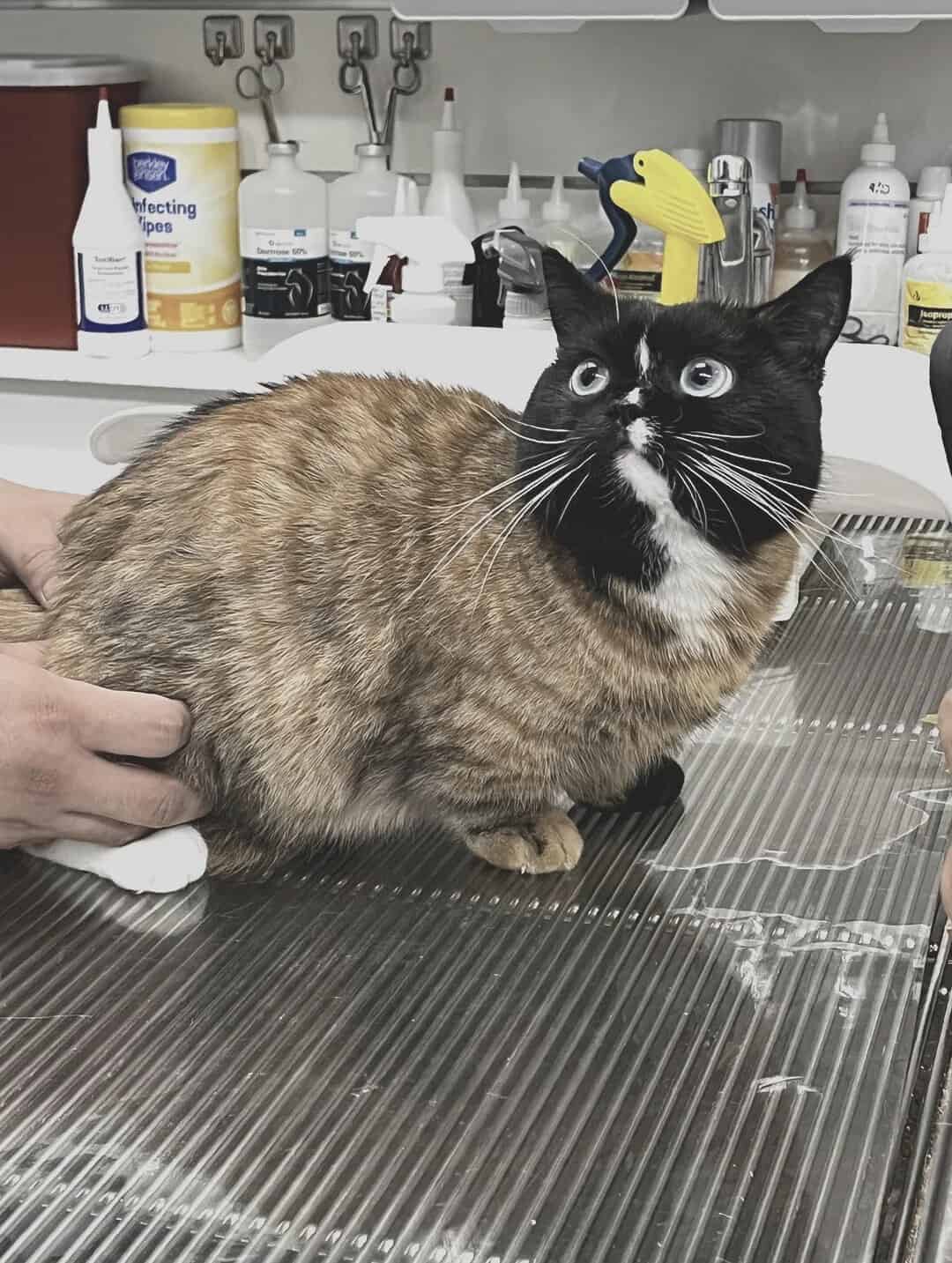 Black and white cat with wide eyes on a metal table at the vet.